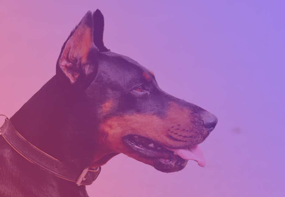 Nanda-Urenregistratie-tijdbudgetten-bewaken-doberman2